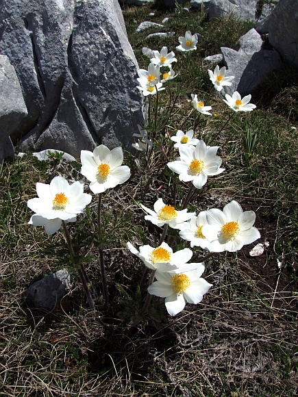 Pulsatilla Alpina / Anemone alpino